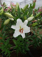 [3454 Sedano No01.JPG]